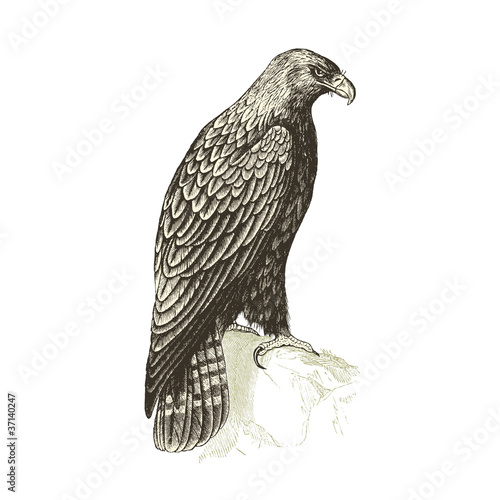 Aigle