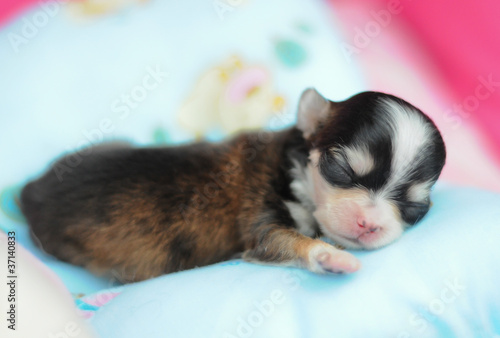 tiny newborn chihuahua