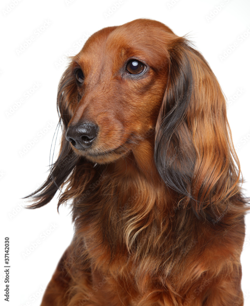 Brown Dachshund puppy on a white background