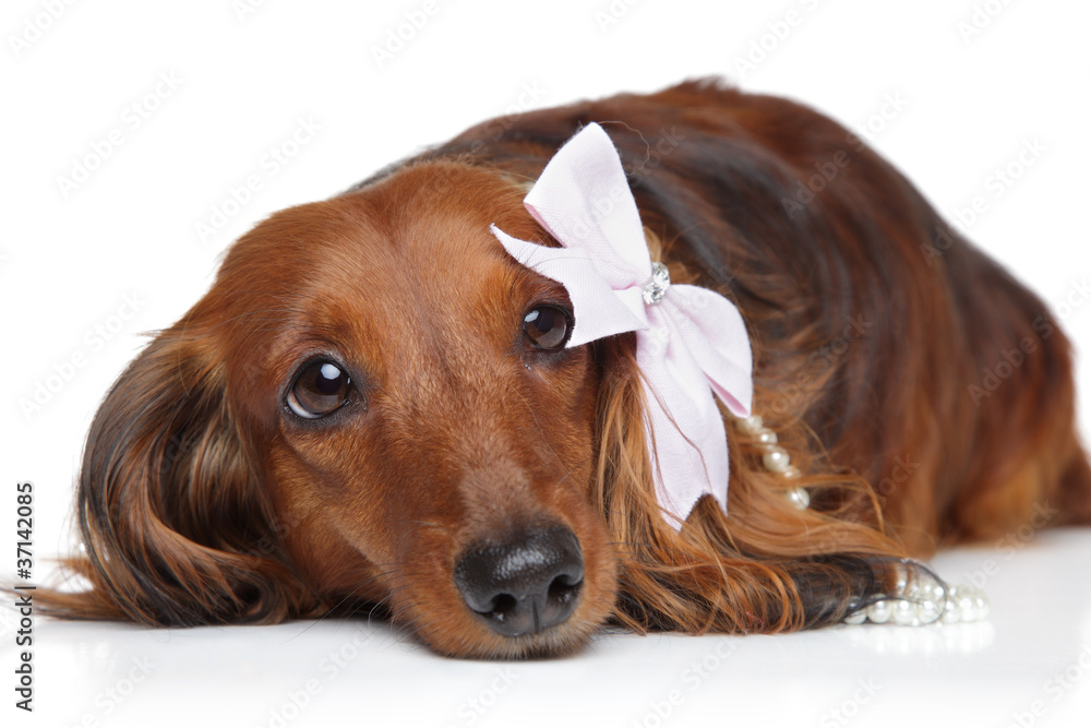 Dachshund with bow on a white background Dachshund with bow on a white background