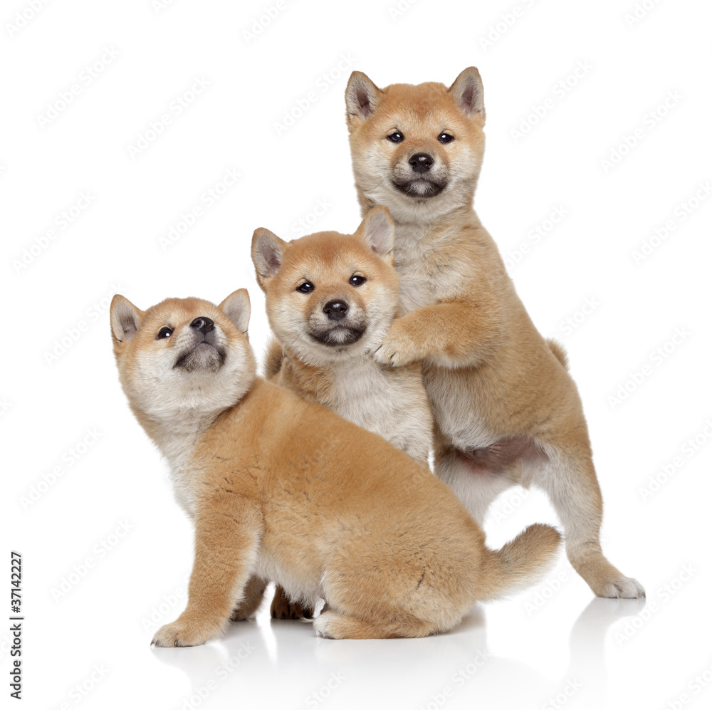 Three Shiba inu puppies