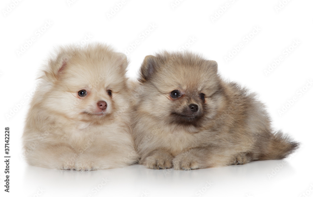 Obraz premium Spitz puppies (1 month) on white background