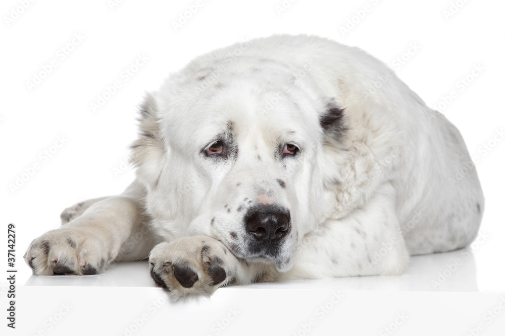 Fototapeta premium Central Asian Shepherd Dog on white background
