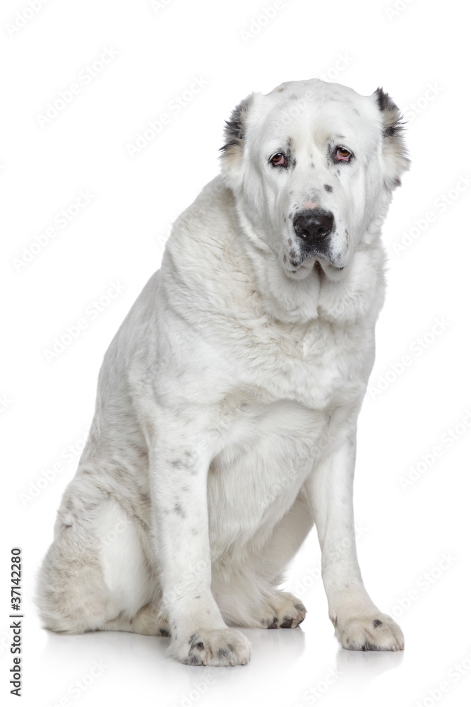 Central Asian Shepherd Dog portrait