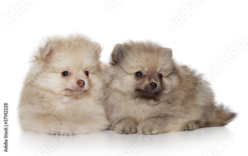 Spitz puppies (1 month) on white background