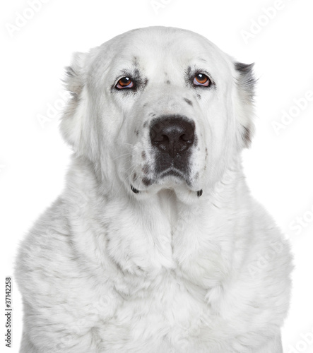 Central Asian Shepherd Dog photo