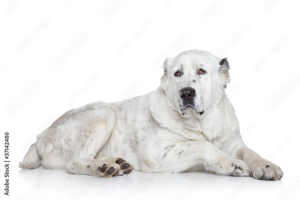 Central Asian Shepherd Dog