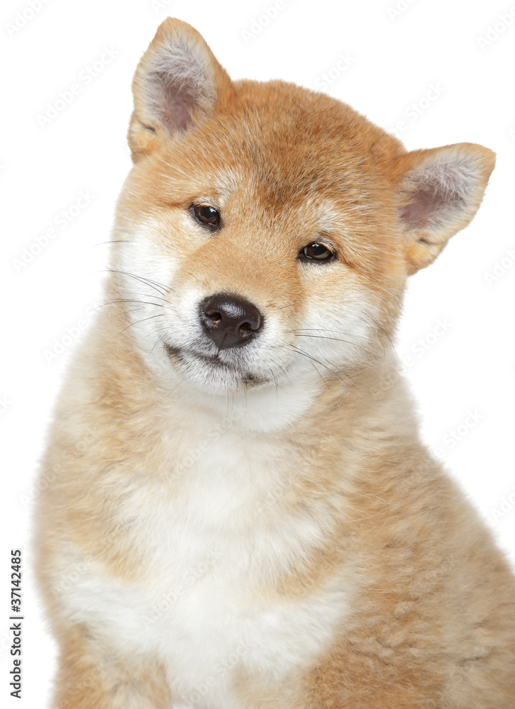 Shiba inu puppy, isolated on white background