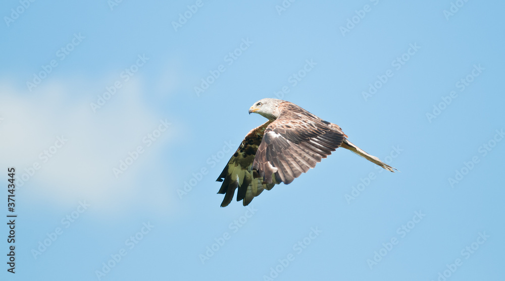 Obraz premium Red Kite