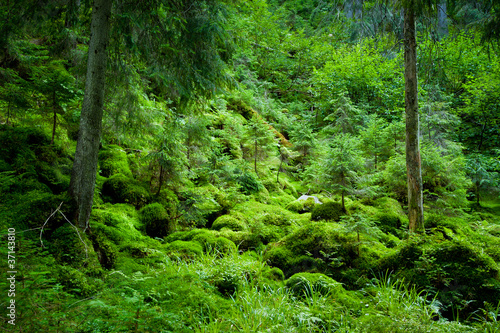 dense evergreen forest