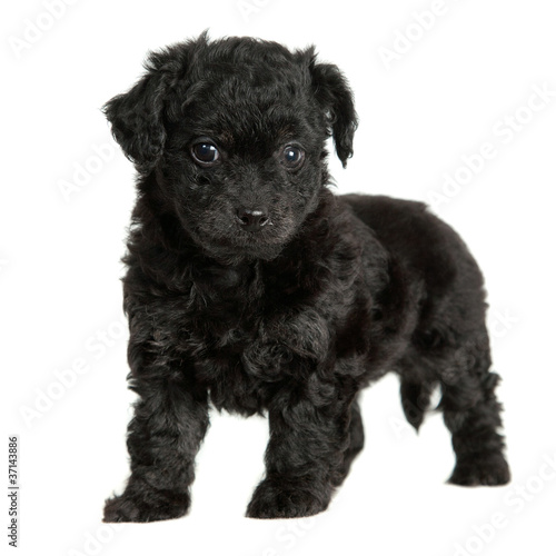 Cute Black Puppy