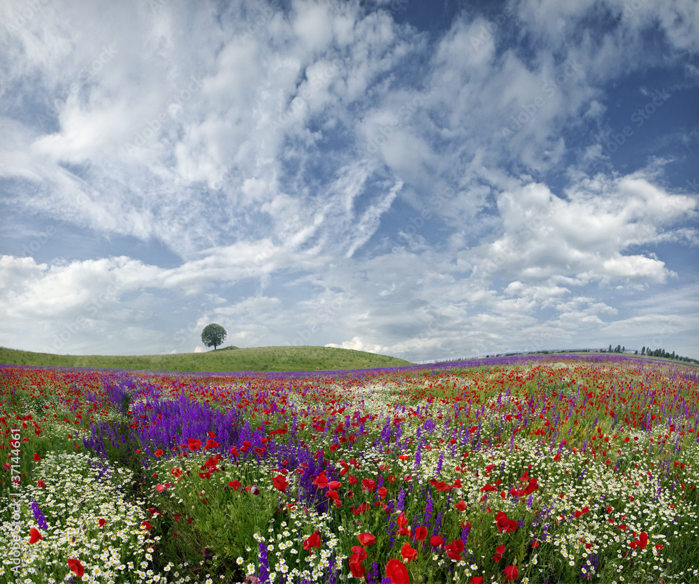 Fototapeta premium ...spring idyll...