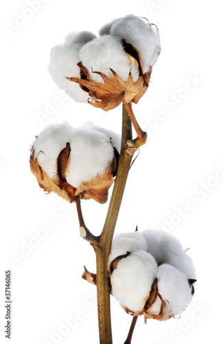 branch of cotton