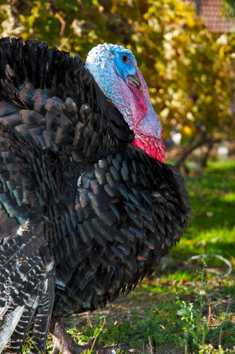 Portrait of alive turkey