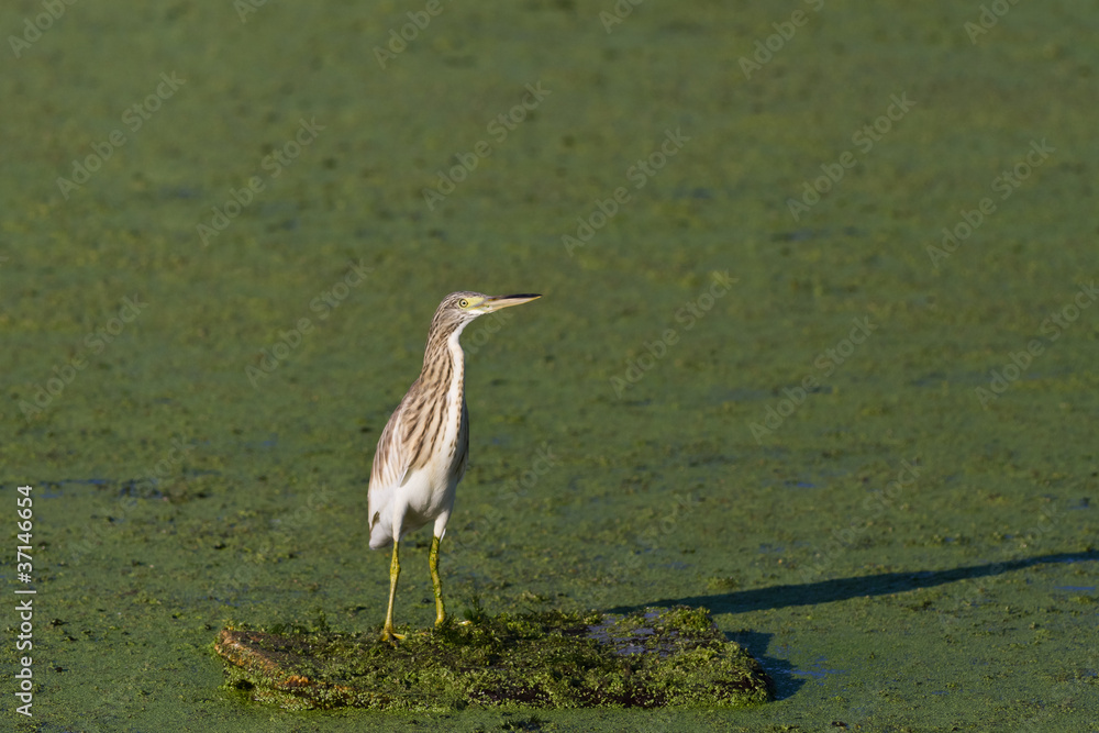Squacco Heron (Ardeola ralloides)