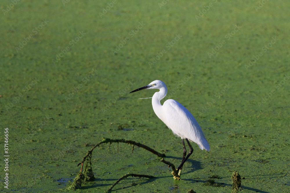 Fototapeta premium Little egret (Egretta garzetta)