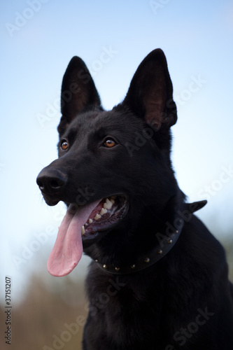 black german sheepdog portrait