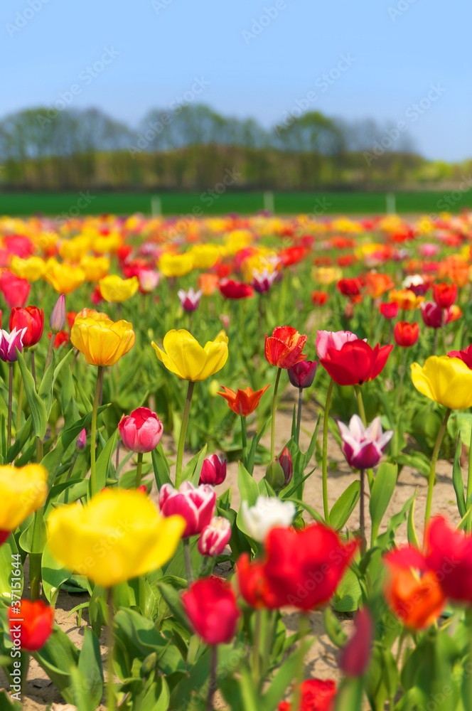 Tulpenfeld, Tulpenanbau, Gartenbau, Frühlingsblumen Tulpenfeld, Tulpenanbau, Gartenbau, Frühlingsblumen