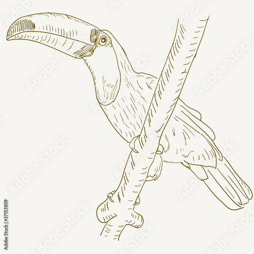 Toucan bird sitting on a tree branch.