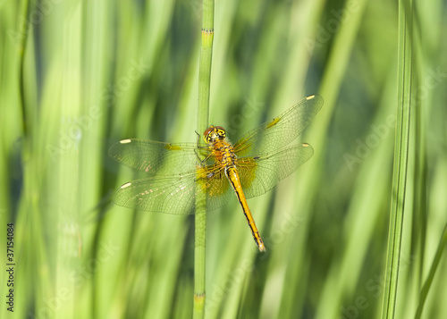 Dragonfly resting on reed, focus on head © Henrik Larsson