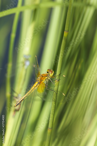 Dragonfly resting on reed, focus on head