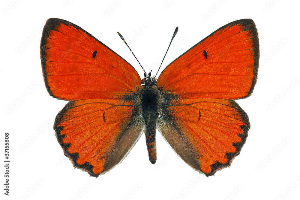 Fototapeta premium Samiec dużej miedzi (Lycaena dispar), zagrożony wyginięciem motyl