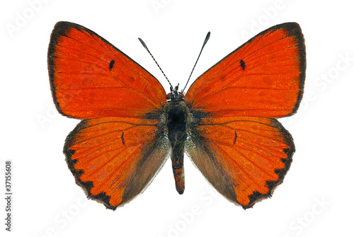 Male of Large Copper (Lycaena dispar), endangered butterfly photo