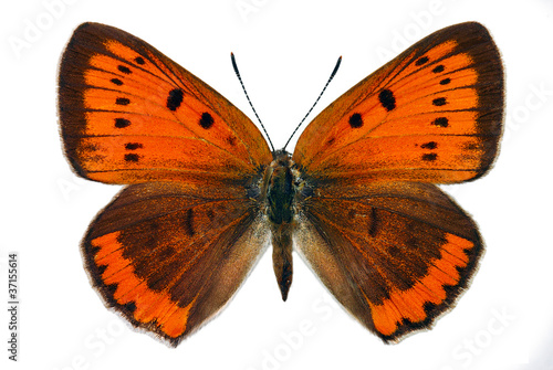 Female of Large Copper (Lycaena dispar), endangered butterfly photo