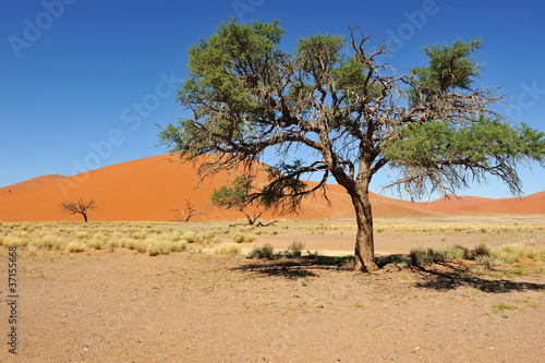 Dunes dans le désert du Namib, Namibie