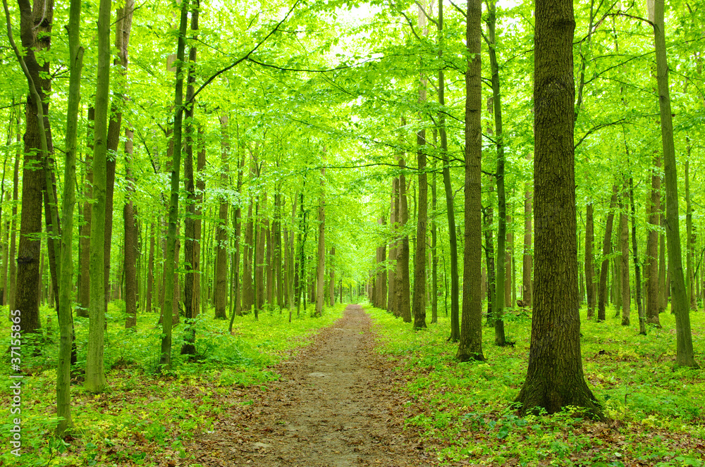 Obraz premium green forest