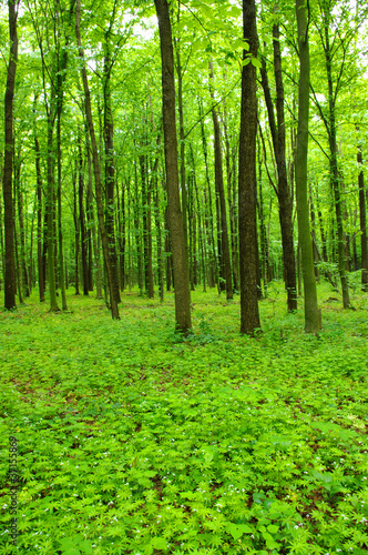 green forest