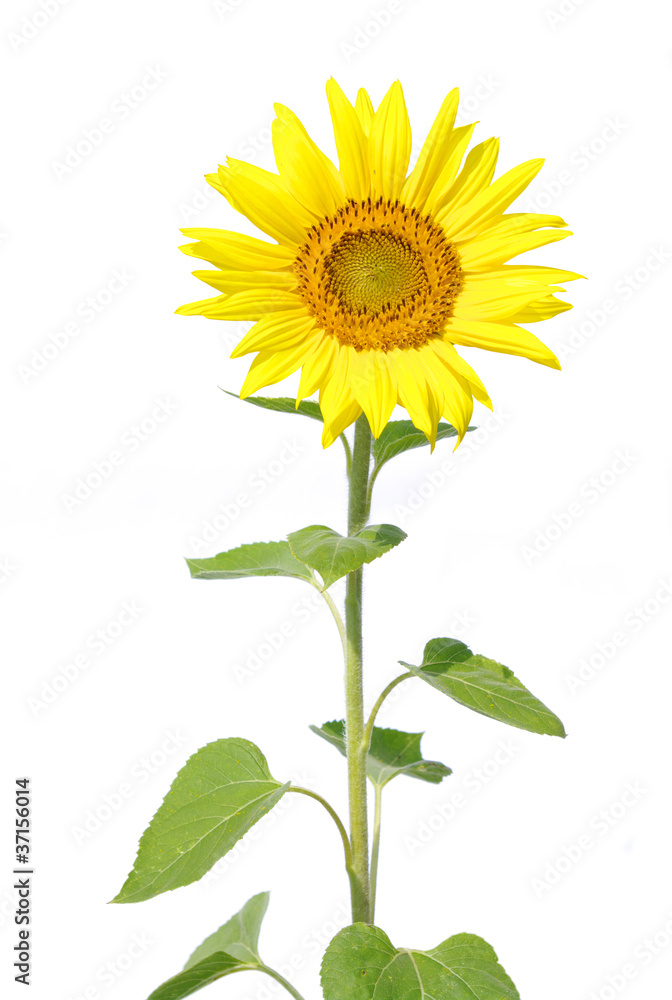 Obraz premium słonecznik