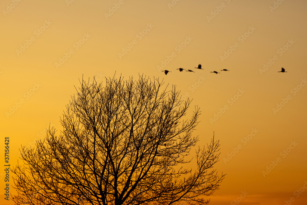 Obraz premium Cranes that fly in the evening light