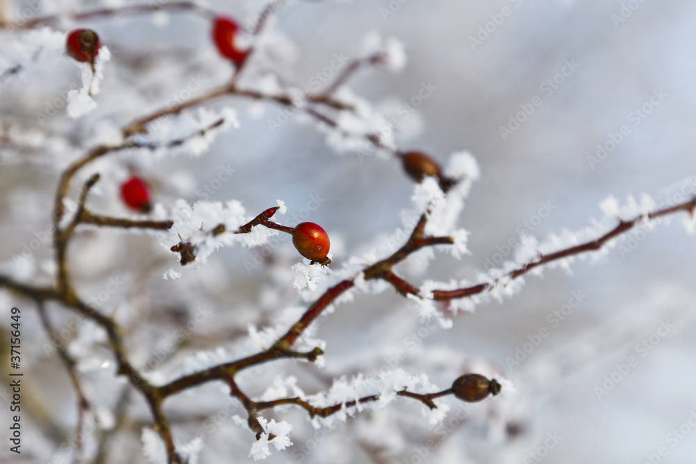 Red rosehip Red rosehip