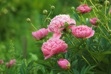 Papier peint photo Pivoines Pivoine rose en pleine floraison  © Birute Vijeikiene