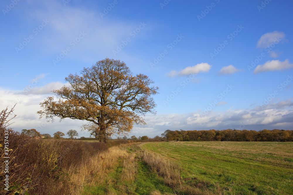 late autumn landscape