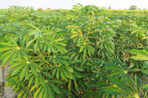 Acres of cassava