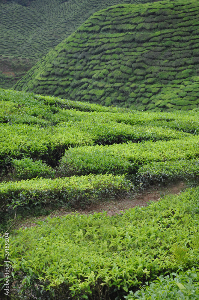 Tea Plantations at Cameron highlands - Malaysia