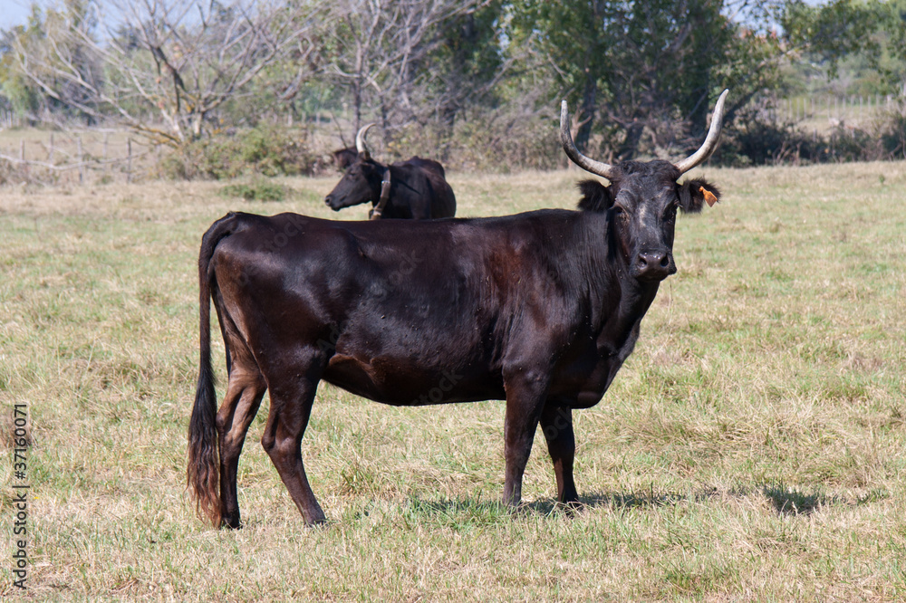 vachette camarguaise