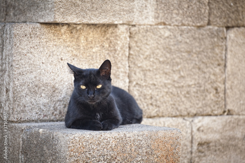 Piękny czarny kot w Grecji, na Rodos