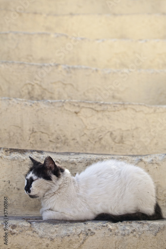 Piękny kot w Grecji, na Rodos