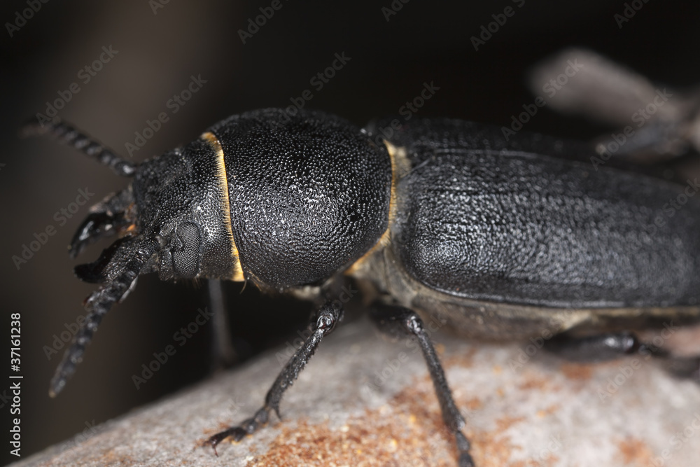 Spondylis buprestoides sitting on tree, macro photo