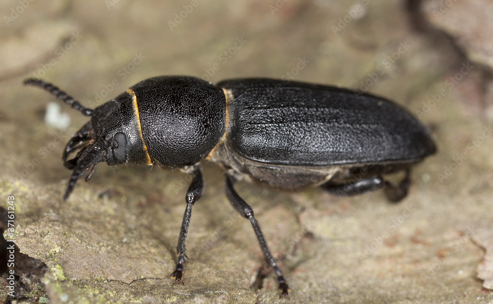 Spondylis buprestoides sitting on tree, macro photo Spondylis buprestoides sitting on tree, macro photo