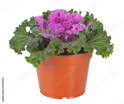 Decorative Purple Kale or cabbage