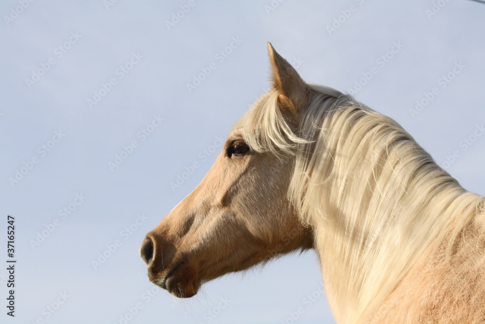Portrait d'une Palomino Portrait d'une Palomino