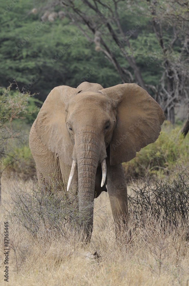 African elephant in the Masai Mara Park, Kenya