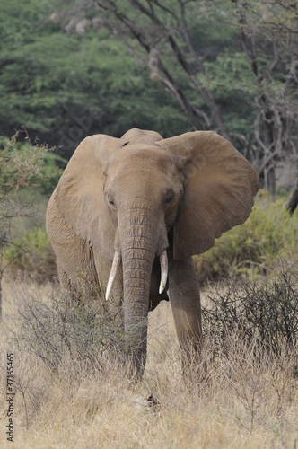 African elephant in the Masai Mara Park, Kenya