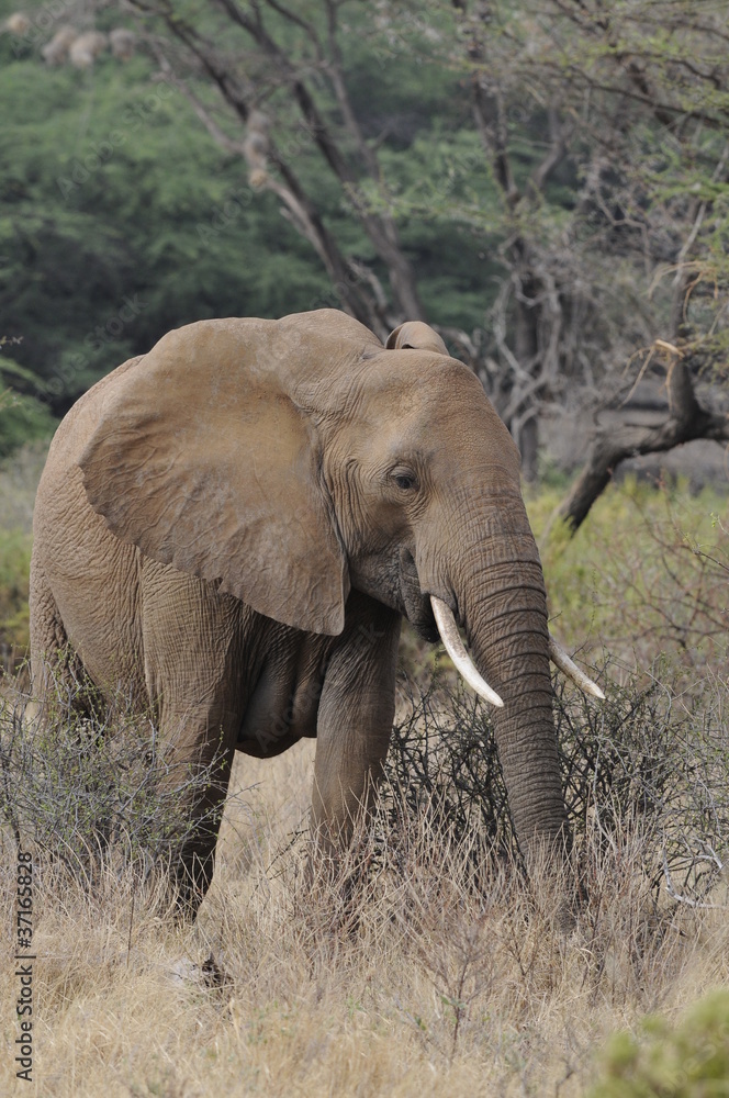 African elephant in the Masai Mara Park, Kenya