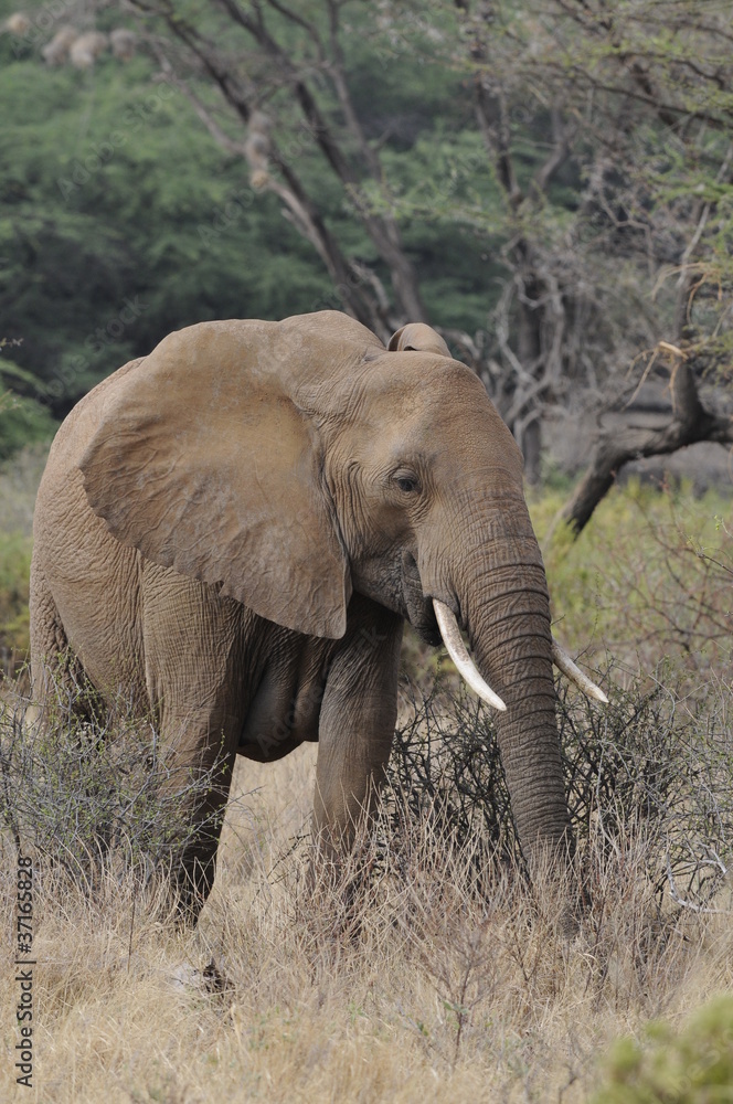African elephant in the Masai Mara Park, Kenya African elephant in the Masai Mara Park, Kenya