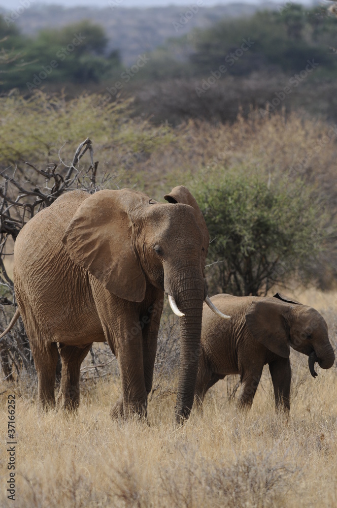 A mother elephant  walks with her calf in Masai Mara